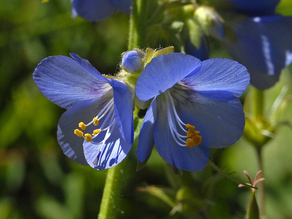 Polemonium caeruleum / Polemonio ceruleo